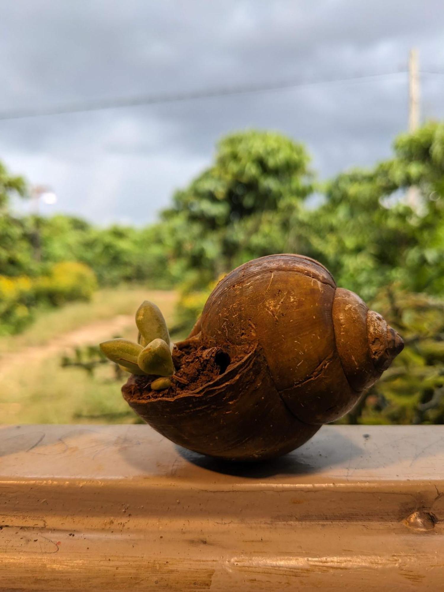 Ivy Coffee Farm - Garden House Daire Duc Trong Dış mekan fotoğraf