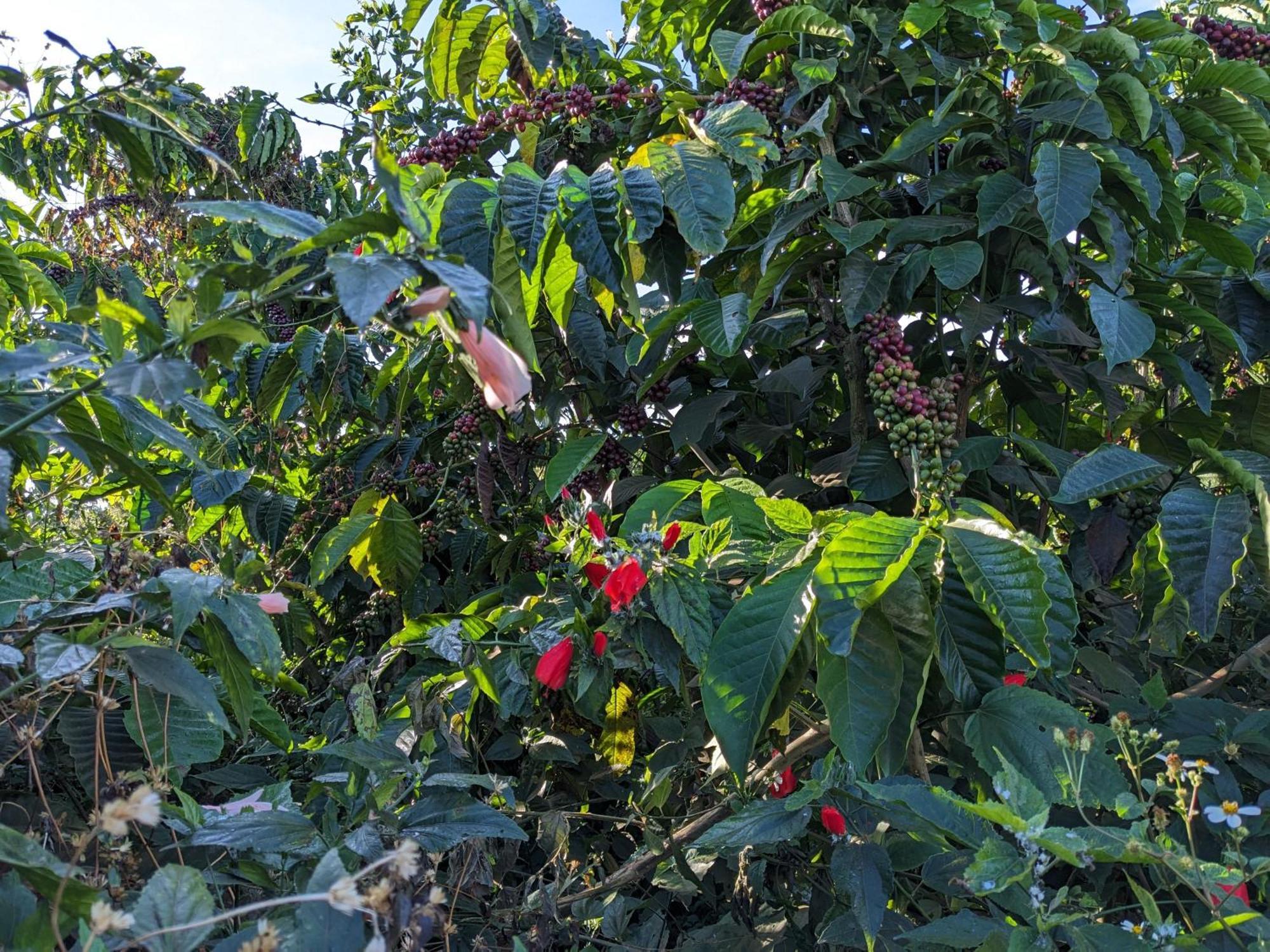 Ivy Coffee Farm - Garden House Daire Duc Trong Dış mekan fotoğraf