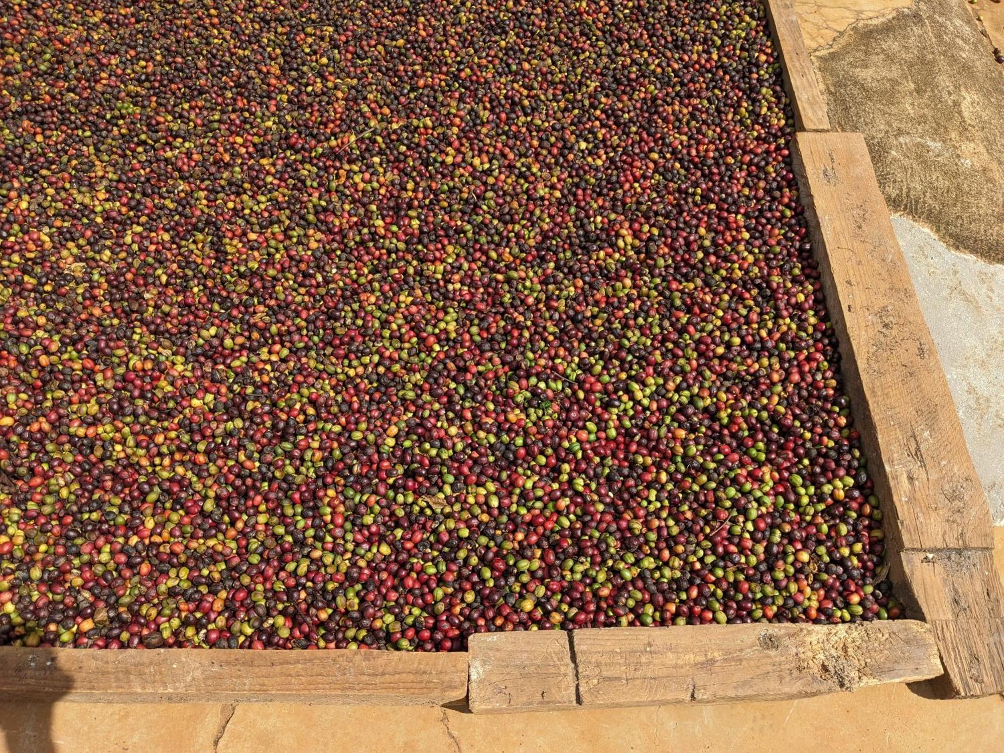 Ivy Coffee Farm - Garden House Daire Duc Trong Dış mekan fotoğraf