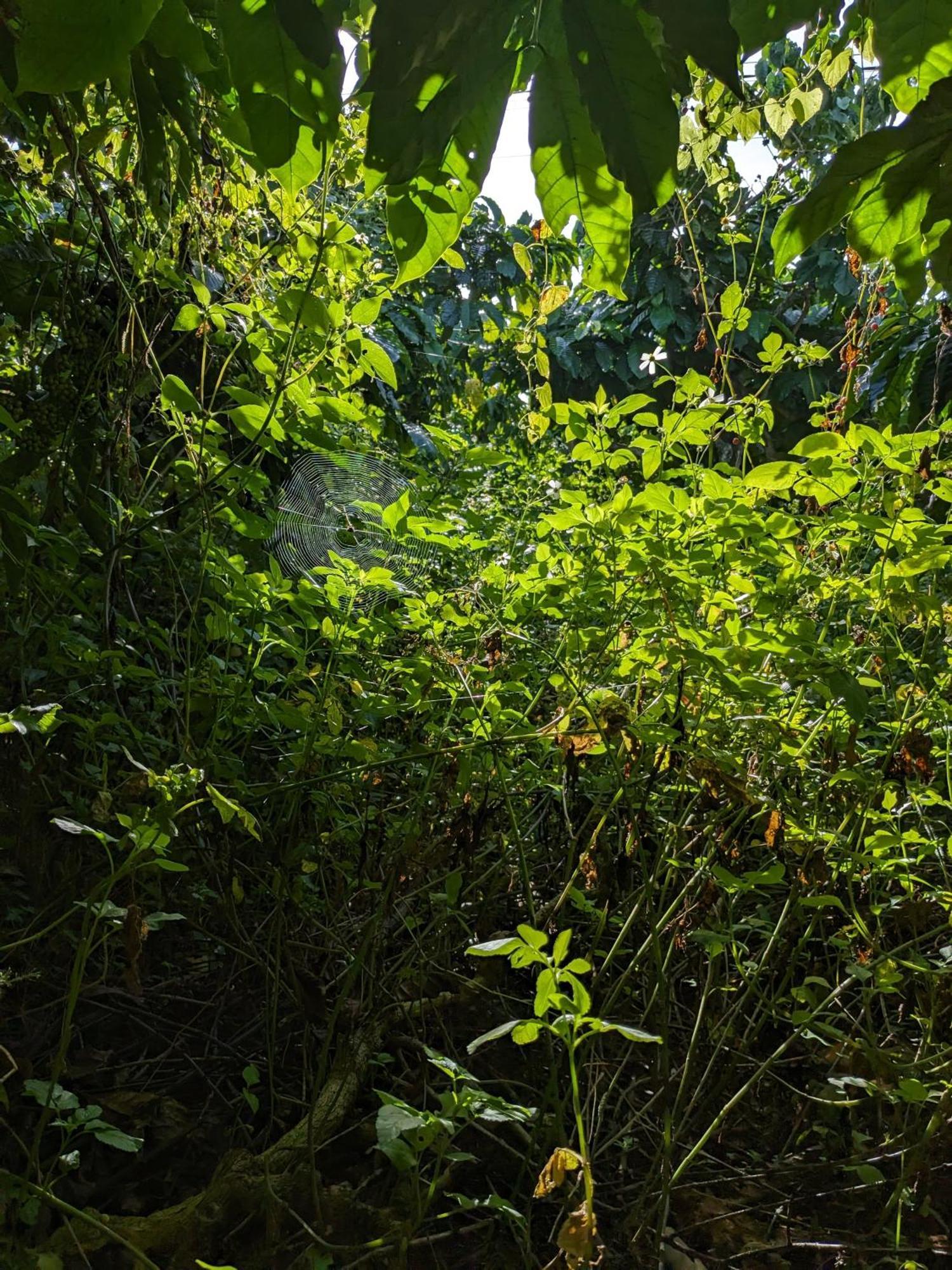 Ivy Coffee Farm - Garden House Daire Duc Trong Dış mekan fotoğraf