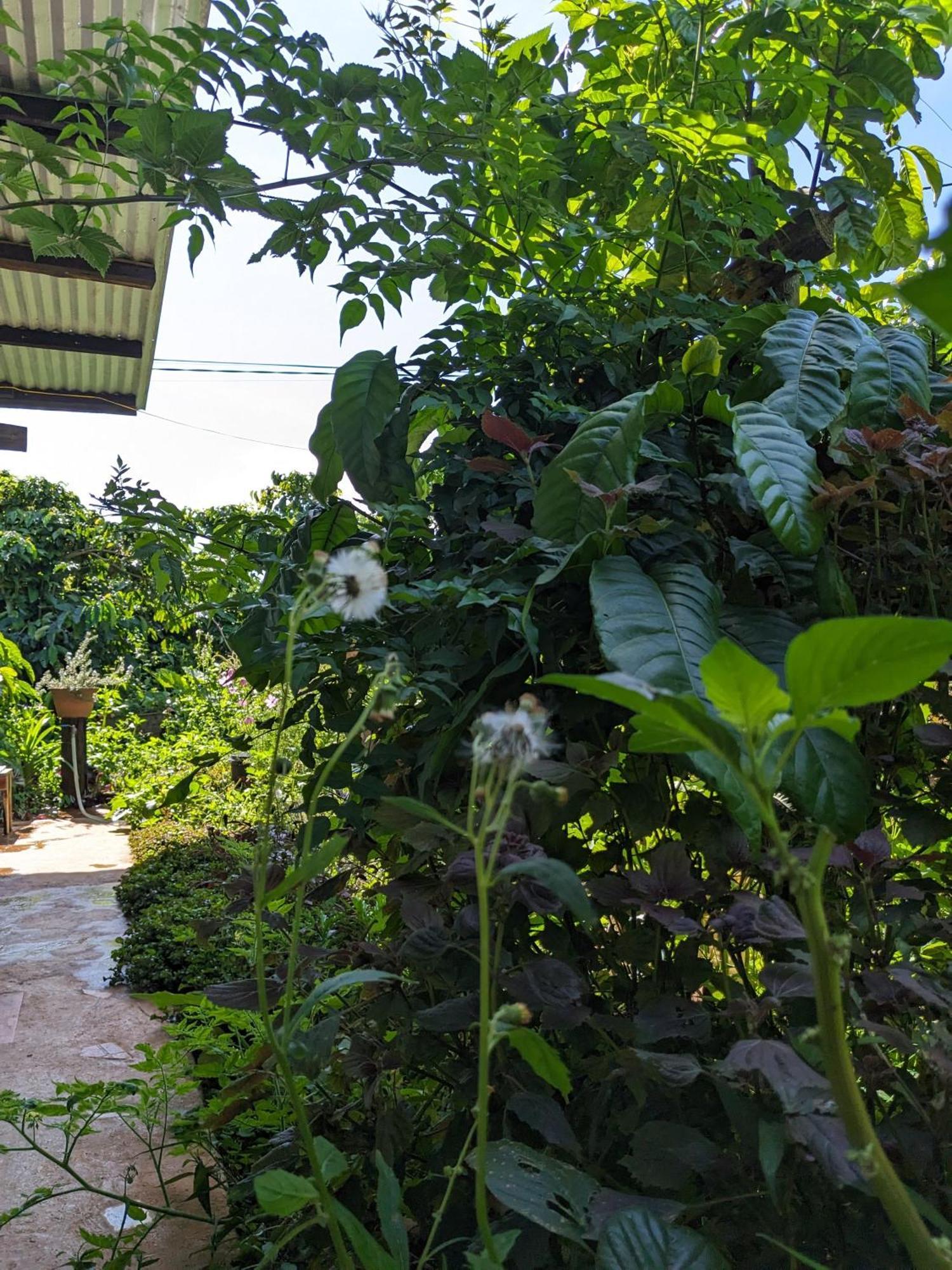 Ivy Coffee Farm - Garden House Daire Duc Trong Dış mekan fotoğraf