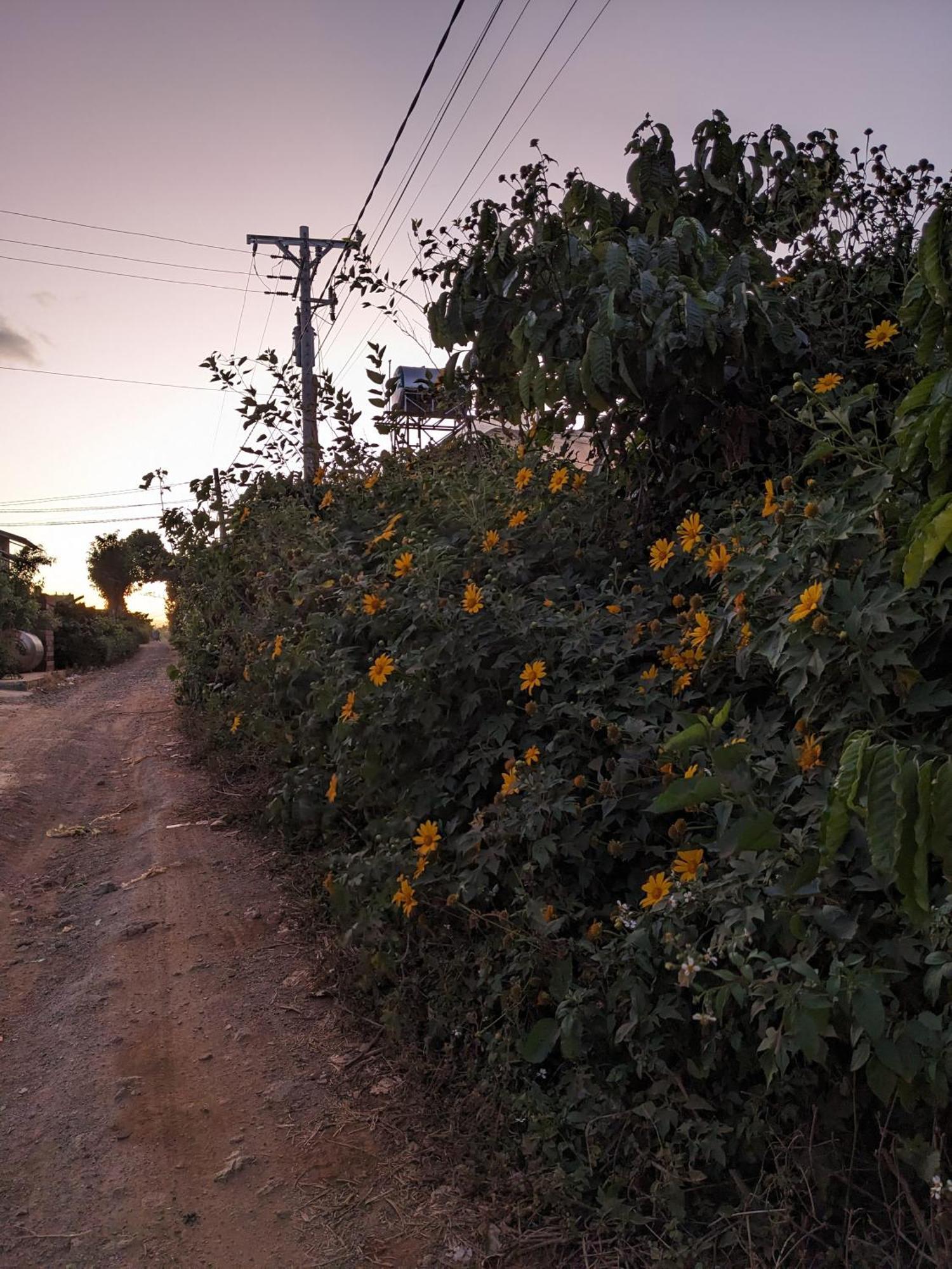 Ivy Coffee Farm - Garden House Daire Duc Trong Dış mekan fotoğraf