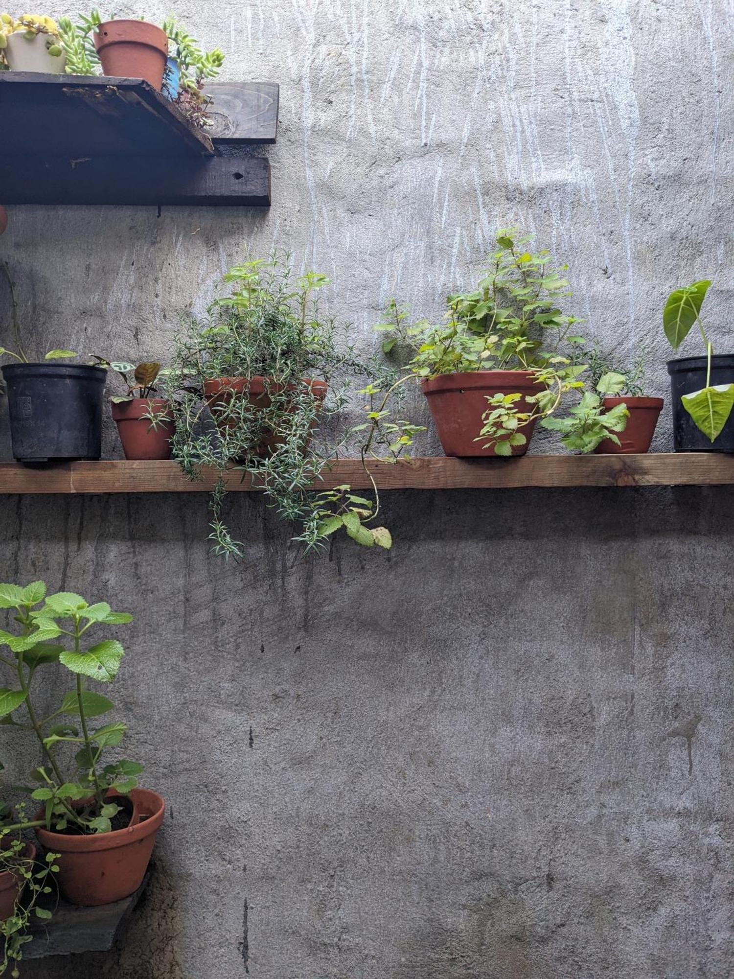 Ivy Coffee Farm - Garden House Daire Duc Trong Dış mekan fotoğraf