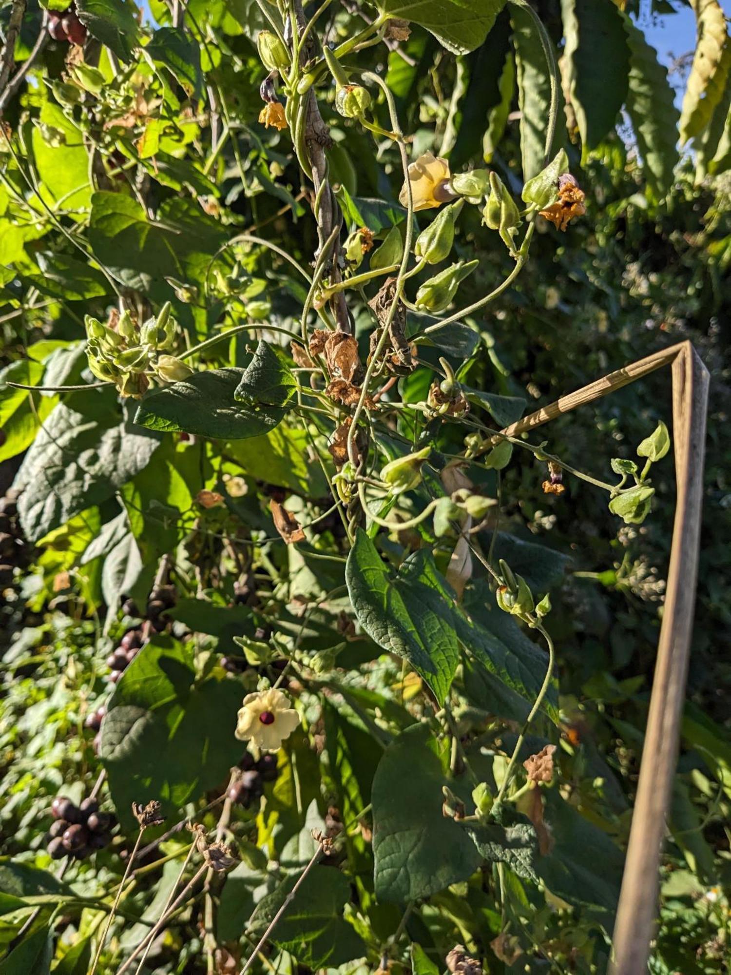 Ivy Coffee Farm - Garden House Daire Duc Trong Dış mekan fotoğraf