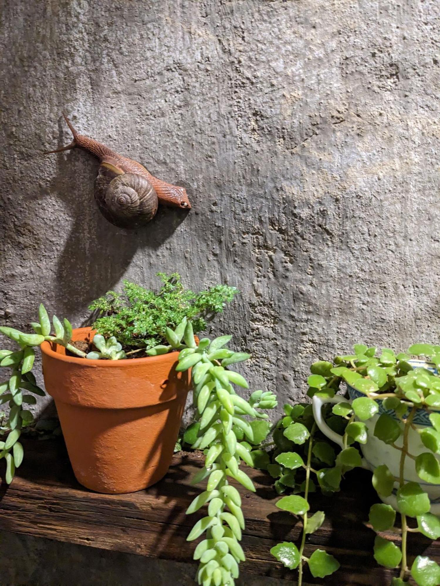 Ivy Coffee Farm - Garden House Daire Duc Trong Dış mekan fotoğraf