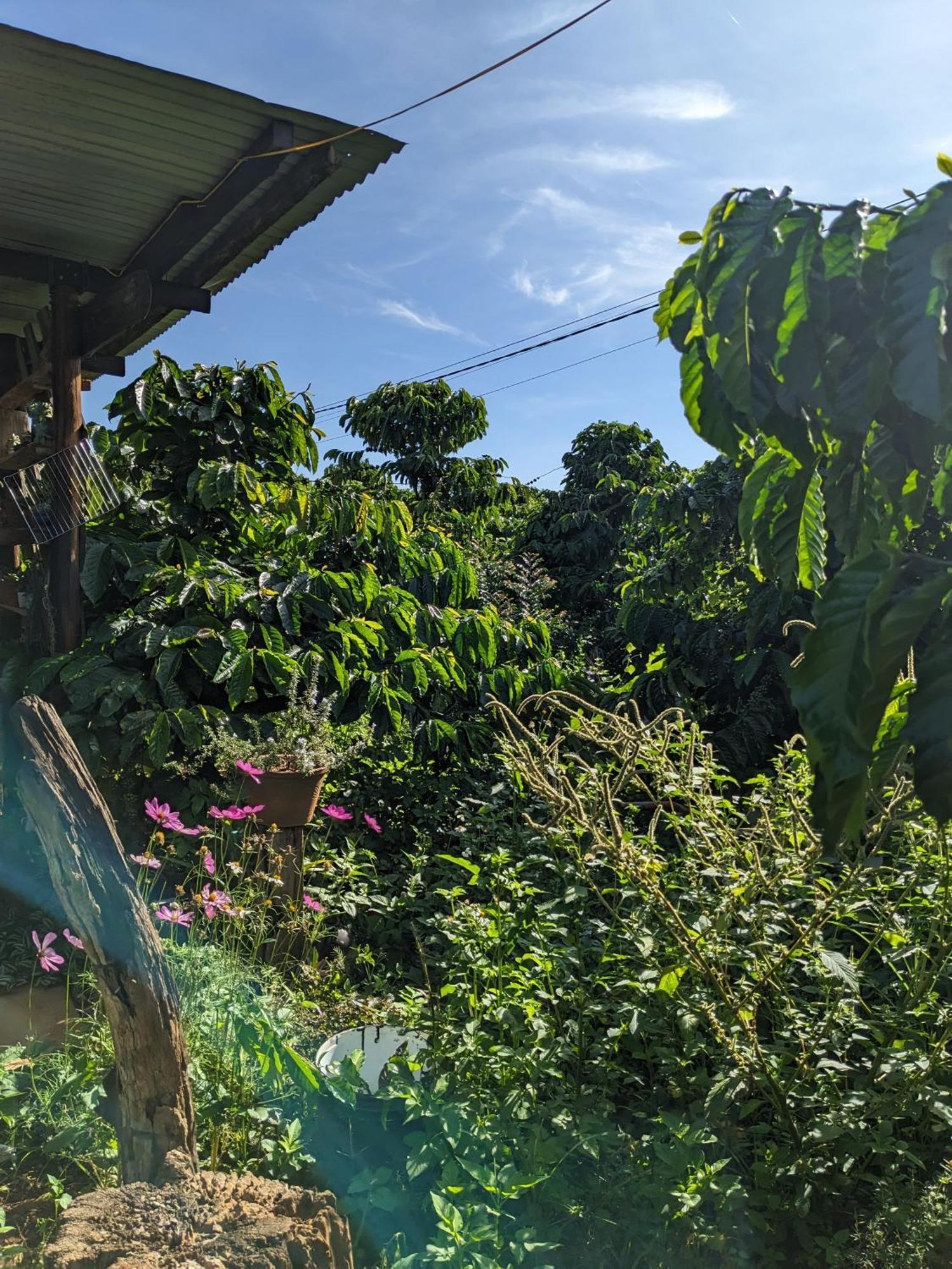 Ivy Coffee Farm - Garden House Daire Duc Trong Dış mekan fotoğraf