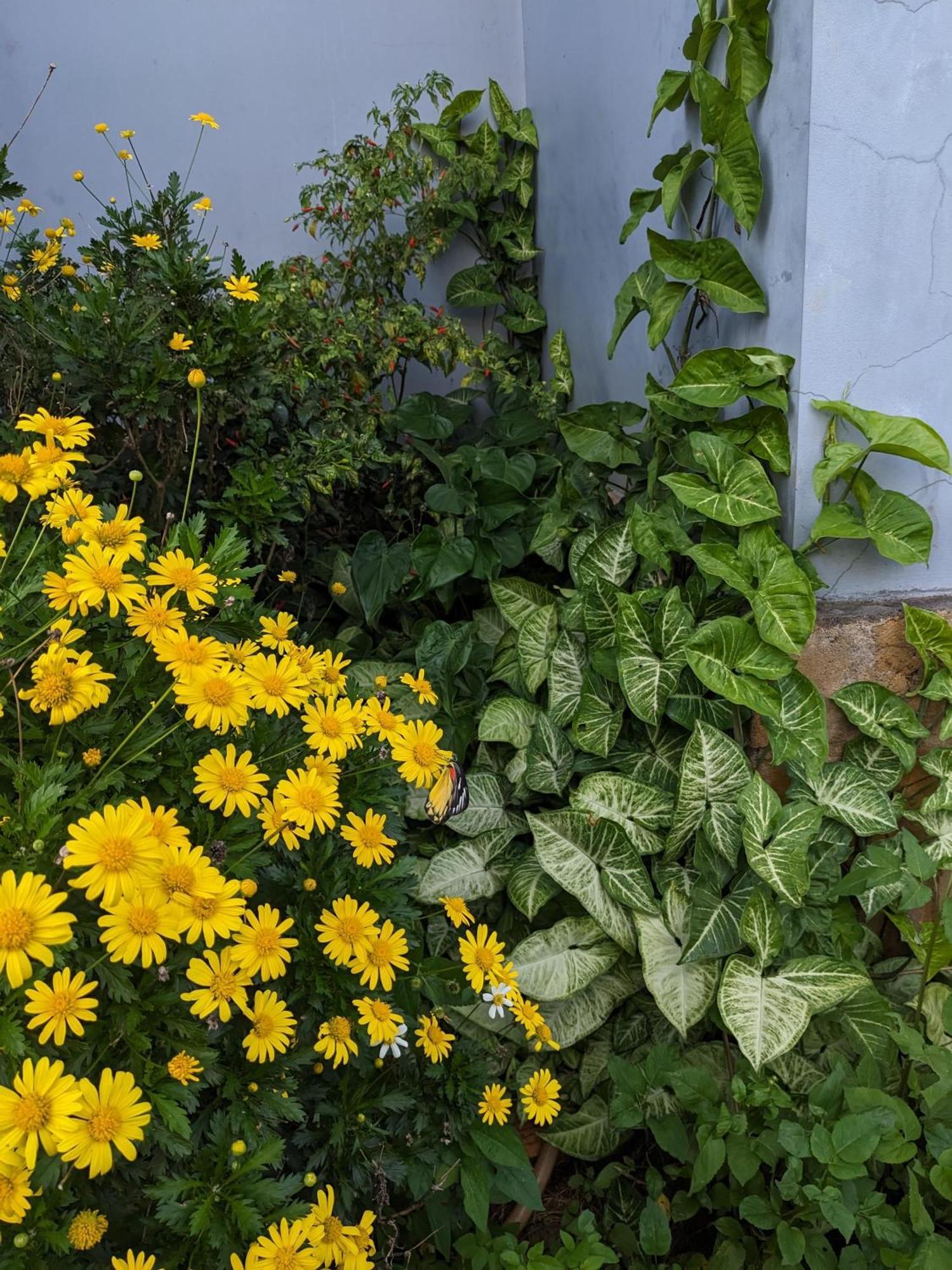 Ivy Coffee Farm - Garden House Daire Duc Trong Dış mekan fotoğraf